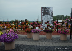 Pelargonium Toscane. Two years, Florensis, P. van der Haak Handelskwekerij and Ball FloraPlant took over the Pelargonium genetics of Geranien Endisch GmbH in Hagenbach (Germany). At Endisch’s new production location in Essingen, young plants will be produced for specific regions of Europe. The production of unrooted cuttings is now for the most part relocated to Florensis’s new production location in Ethiopia.